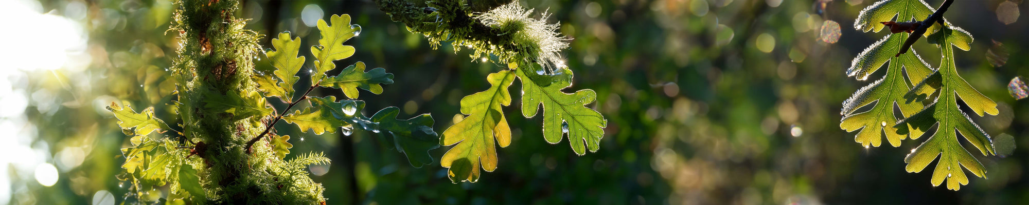 Close-up of sunlit green oak leaves with drops of water hanging from some of them. The background is a soft blur of similar foliage, creating a serene forest atmosphere.