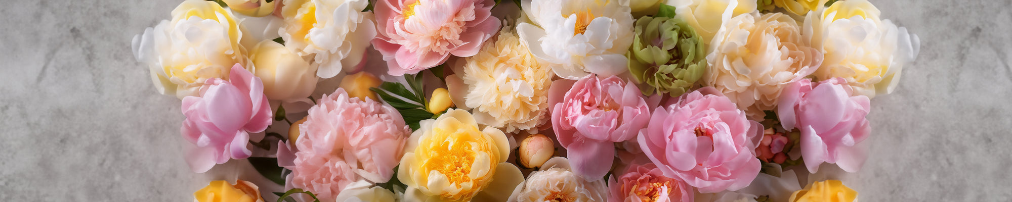 A vibrant arrangement of variously colored peonies, including shades of pink, yellow, and white, set against a textured gray background.