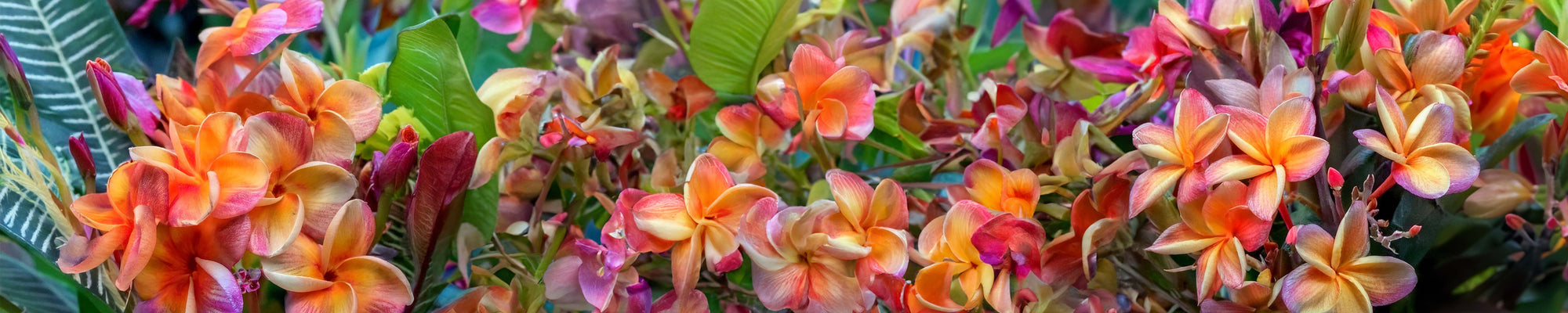 A vibrant cluster of orange, pink, and yellow flowers with various green leaves in the background, creating a colorful and lively floral scene.