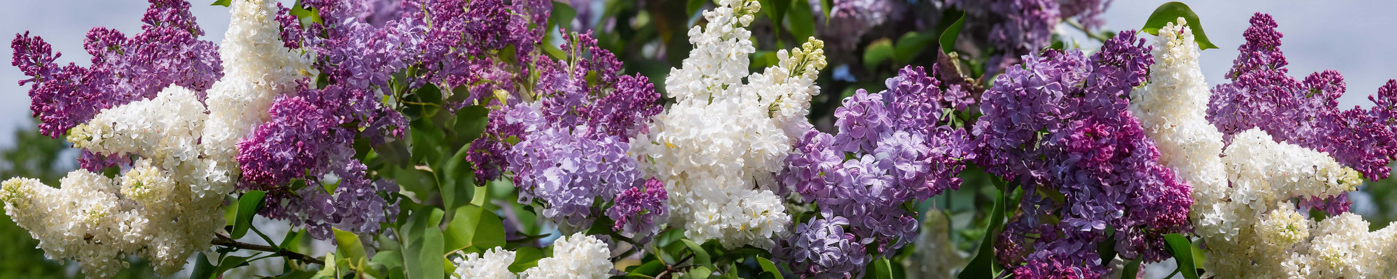 A vibrant cluster of lilac flowers in shades of purple, white, and pink bloom against a backdrop of green leaves. The flowers are in various stages of blossoming, creating a colorful and lush display.